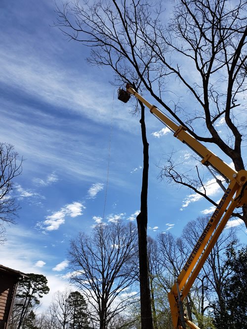 tree care near me Lawrenceville GA