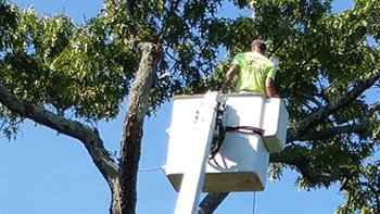 tree pruning Braselton